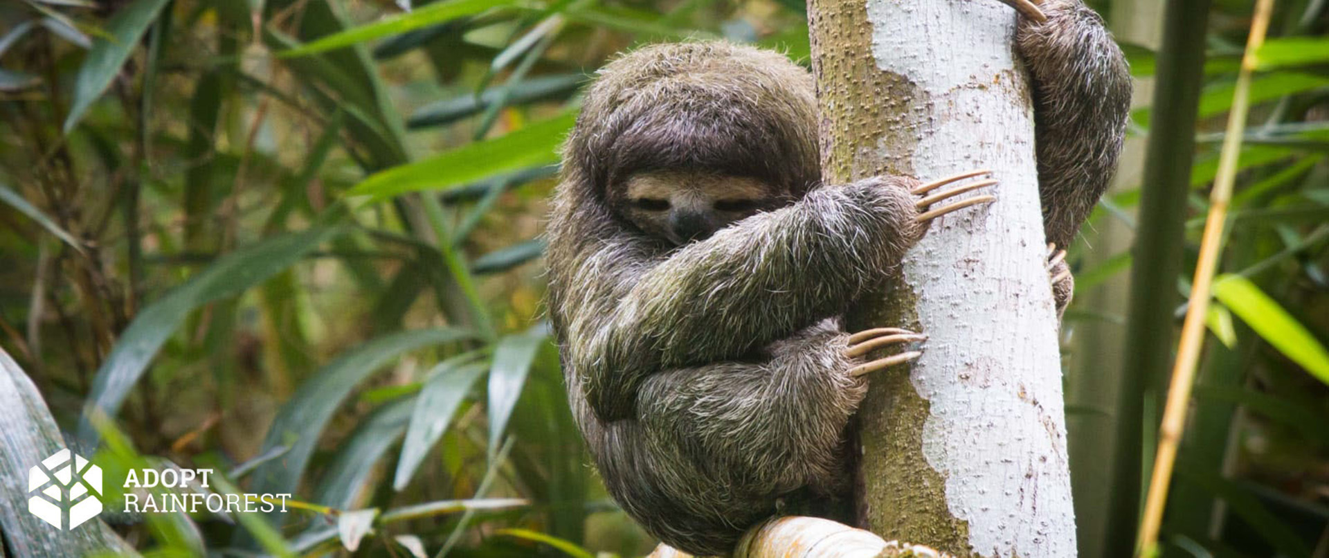 Sloth Adopt Rainforest